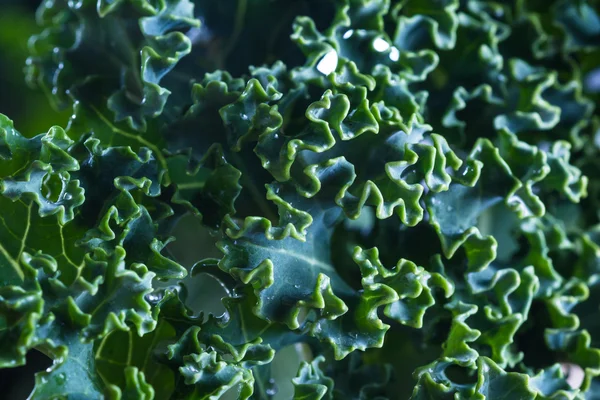 Fresh organic kale — Stock Photo, Image