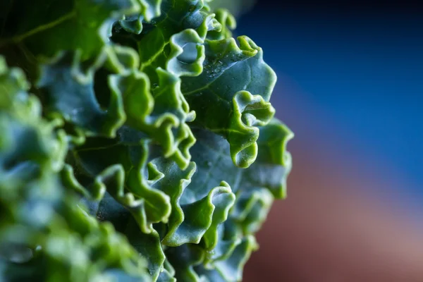 Fresh organic kale — Stock Photo, Image
