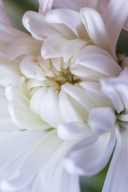 Beyaz krizantem makro