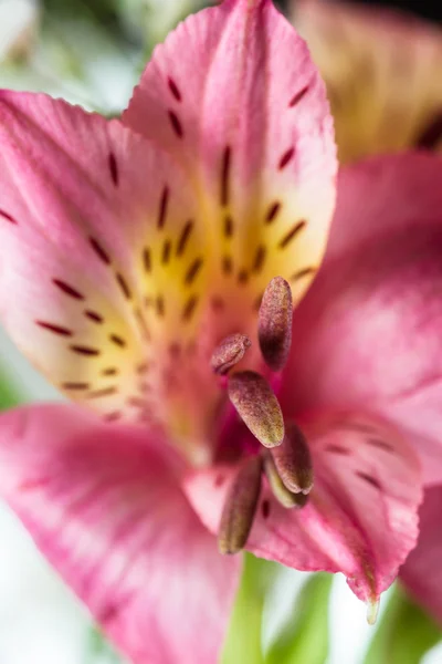 Alstroemeria (Perulu lilyum) buketleri — Stok fotoğraf