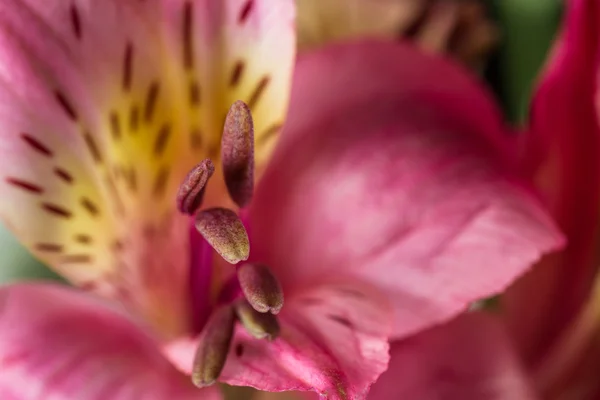 Букеты Alstroemeria (Peruvian Lilies) — стоковое фото