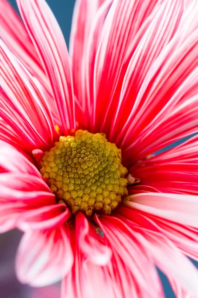 Vista macro de uma bela margarida — Fotografia de Stock