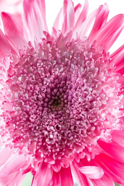 Macro di un crisantemo — Foto Stock