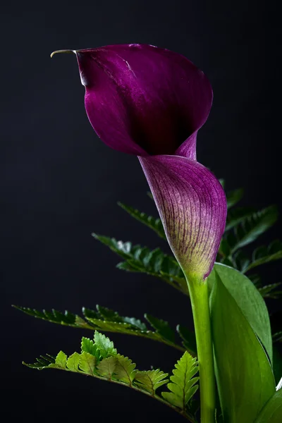 Giglio di calla viola su nero — Foto Stock