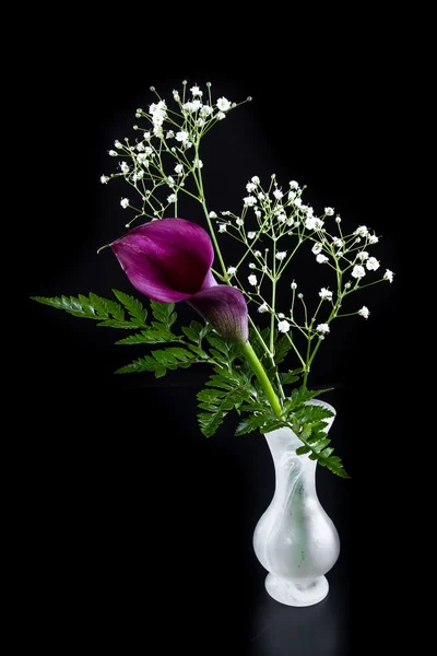 Purple calla lelie over zwart — Stockfoto