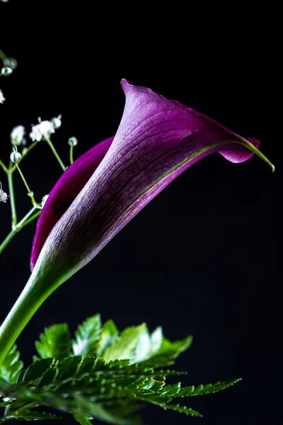 Lila Calla Lilie über schwarz — Stockfoto