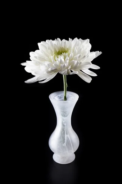 Macro de un crisantemo blanco — Foto de Stock