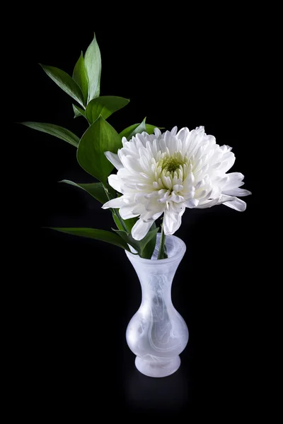 Makro einer weißen Chrysantheme — Stockfoto