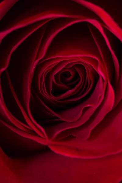 红玫瑰花蕾背景 — 图库照片