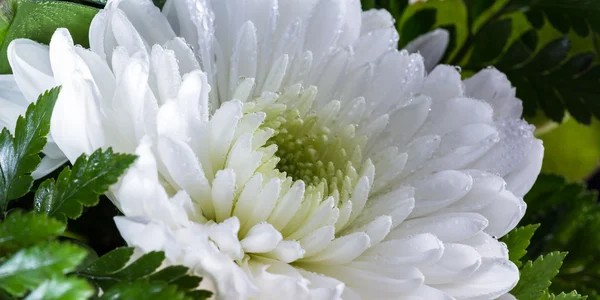 Макрос білої хризантеми — стокове фото