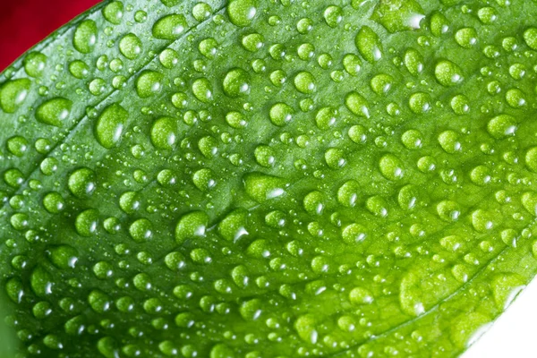 Gotas de água em uma folha verde — Fotografia de Stock