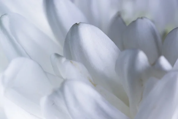 Macro of a white Chrysanthemum's petals — Stock Photo, Image