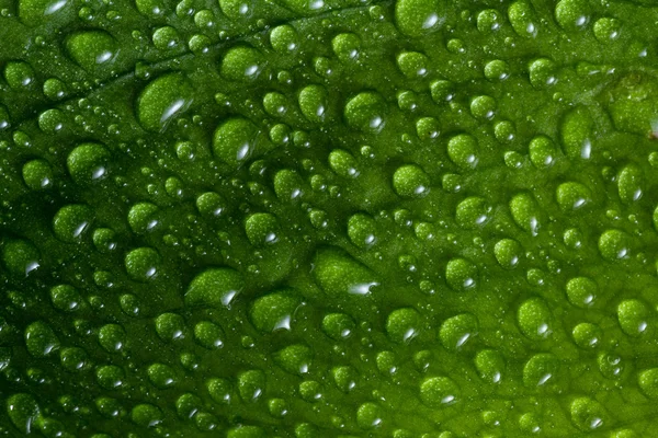 Gotas de água em uma folha verde — Fotografia de Stock