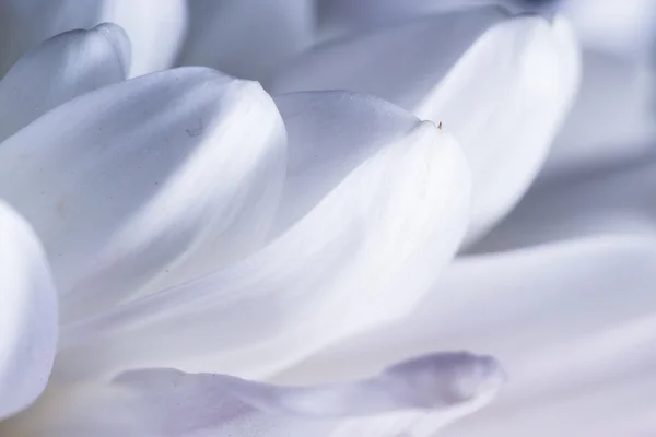 Macro of a white Chrysanthemum's petals — Stock Photo, Image