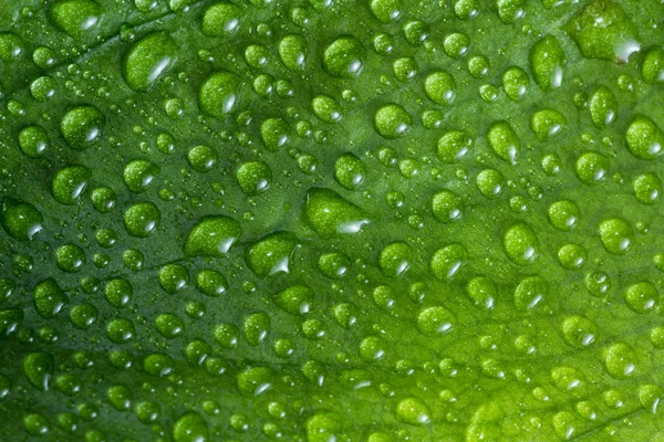 Vízcseppek zöld levélen — Stock Fotó