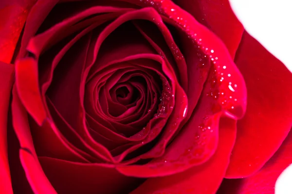 Rote Rose Knospe Hintergrund — Stockfoto