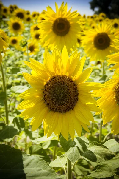 Sunflowers in sunshine — Stock Photo, Image