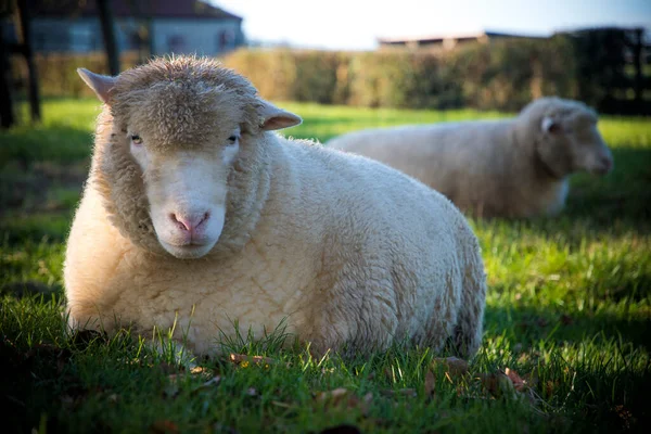 Ovce Ležící Bujné Zemědělské Půdě Večerním Slunci — Stock fotografie