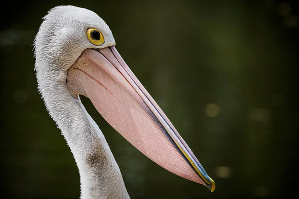 Pelikan Portret Ciemnym Tle Gold Coast Australia — Zdjęcie stockowe