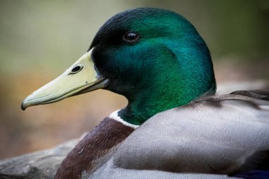 Mallard in profile resting by pond in woodland