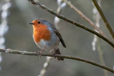 Robin perching on branch against neutral coloured background