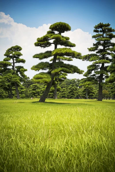 Japanska träd och himmel — Stockfoto