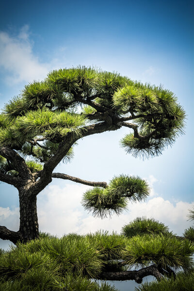 Японское дерево и небо
