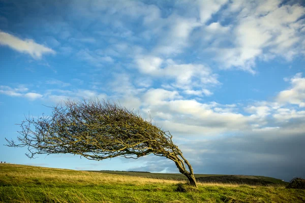 Árbol soplado por viento —  Fotos de Stock