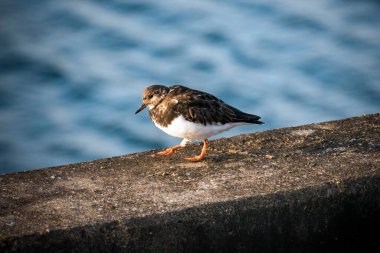 Okyanus kenarındaki deniz duvarında Ruddy Turnstone
