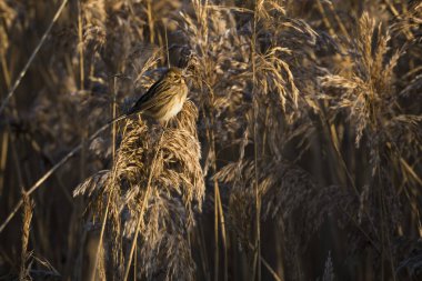 Reed Bunting sazlıkların arasında altın güneş ışığında