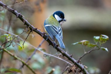 Great tit perched on thorny branch