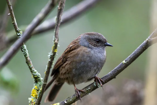 Dunnock doğal ortamda bir dala tünemişti.