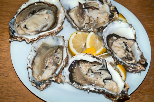 Ruwe malpaque oesters op de shell. — Stockfoto