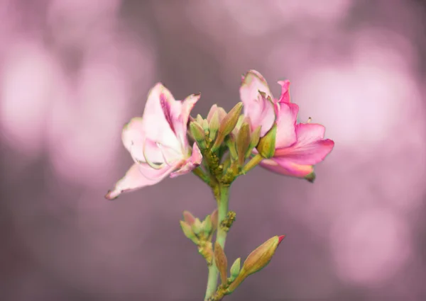 난초 나무, 보라색 미니 (미니 variegata 폭포.) — 스톡 사진