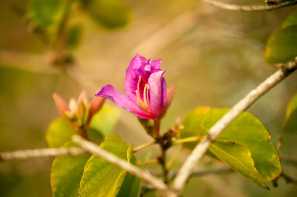 난초 나무, 보라색 미니 (미니 variegata 폭포.) — 스톡 사진