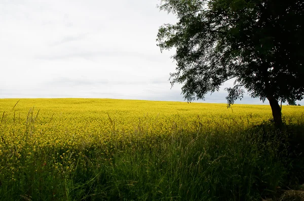 Champ de canola sous le soleil . — Photo