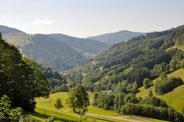 Kara orman manzarası .
