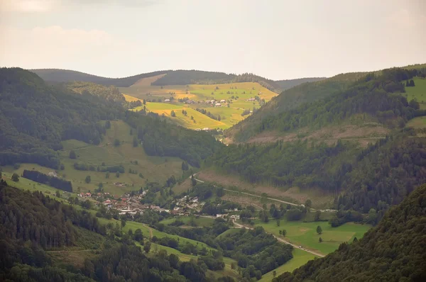 Svart skogslandskap . — Stockfoto