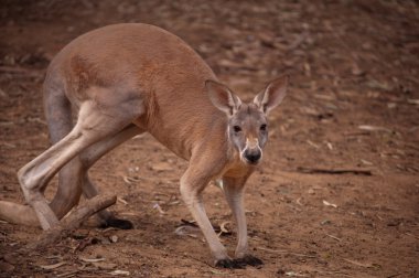 Kızıl kanguru .