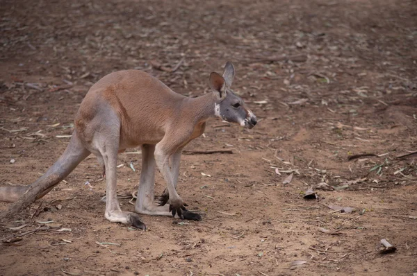 Rotes Känguru . — Stockfoto