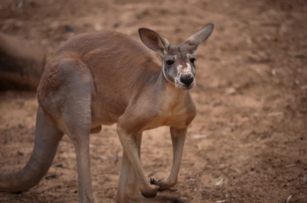 Red kangaroo . — Stock Photo, Image