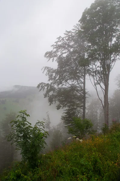 Nebel in den Bergen . — Stockfoto