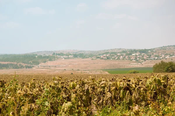 Fields of ripe sunflowers under Ierusaimom  . Israel . — Stock Photo, Image