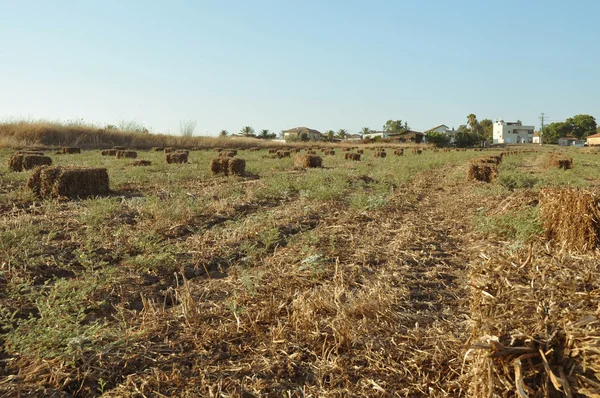 Wheat haystack . — Stock Photo, Image
