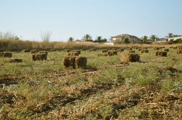 Wheat haystack . — Stock Photo, Image