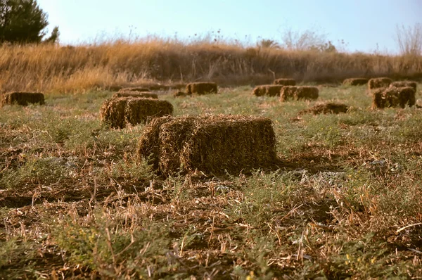 Pšenice sena . — Stock fotografie