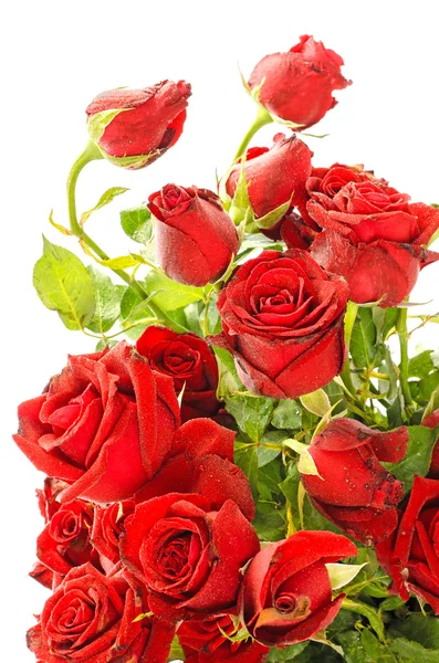 Withered Red Roses on White Background — Stock Photo, Image