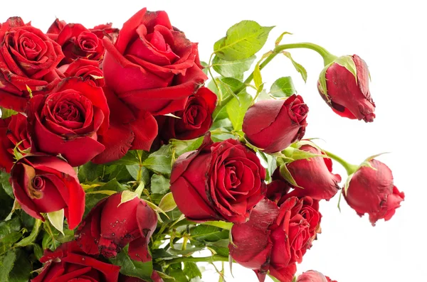 Withered Red Roses on White Background — Stock Photo, Image