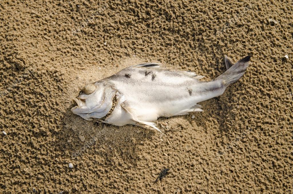 Closeup de un pez muerto en una playa contaminada — Foto de stock