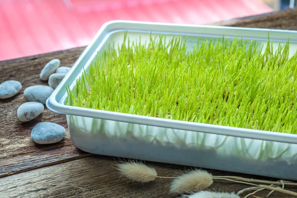 Freshly grown organic Wheatgrass ready to juice — Stock Photo, Image